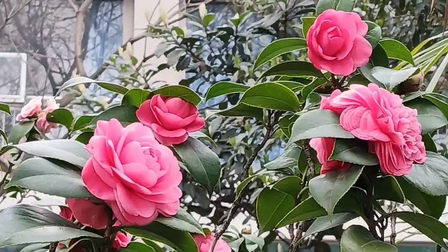 春风吹来茶花香