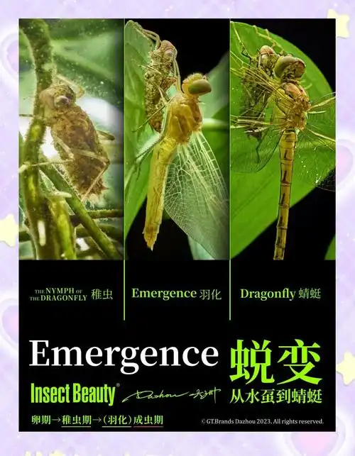 昆虫奇观:蜻蜓的复眼与蜕变过程