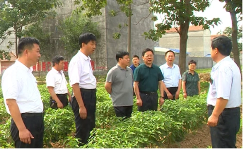 6月28日,商丘市梁园区委书记薛凤林到水池铺乡,观堂镇调研农业产业