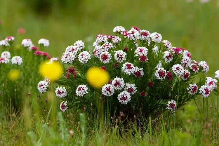 顽强生长的狼毒花 - 美篇