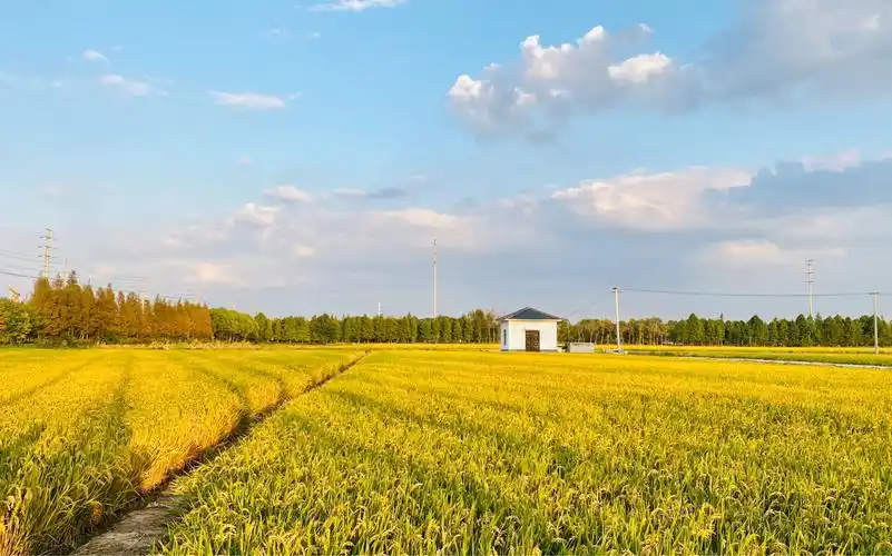 稻子丰收啦,马路上在"官方晒粮",金色的稻田和夕阳太配了