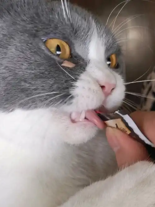 英短蓝白  #猫咪日常  #宠物吃播  #猫咪吃播