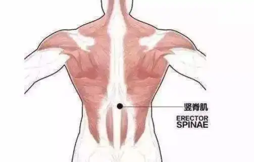 接下来就是锻炼背部肌肉,需要一系列背部力量训练.