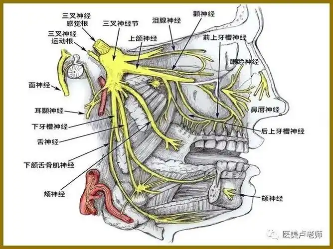 颜面微整形要注意的神经支