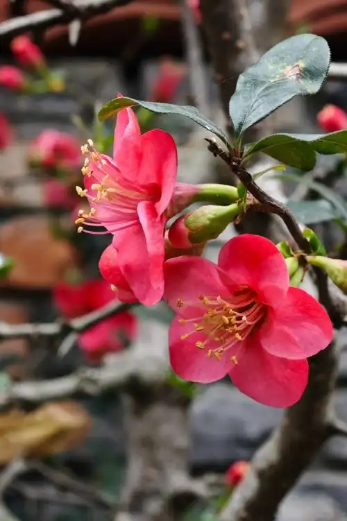 春节摄影大赛##春节休闲去哪玩##小米徕卡影像大赛##不止旅行