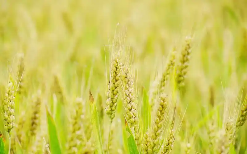 金灿灿的麦穗唯美高清桌面壁纸