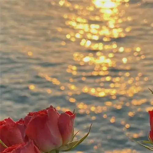 唯美花的头像 风景 清新 淡雅 花朝花暮_风景头像_头像屋