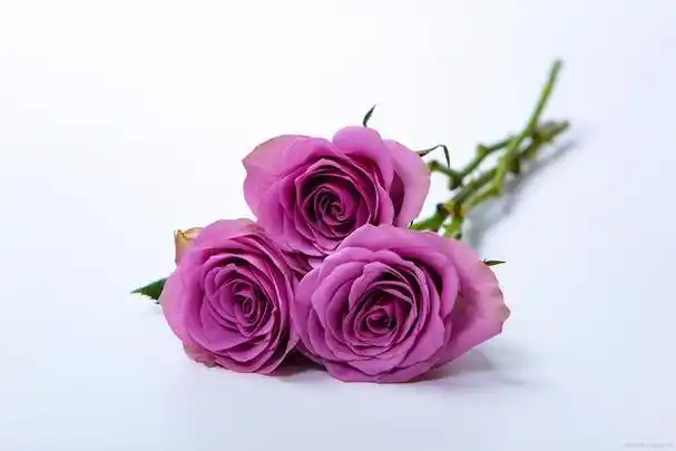 玫瑰花的色彩之谜