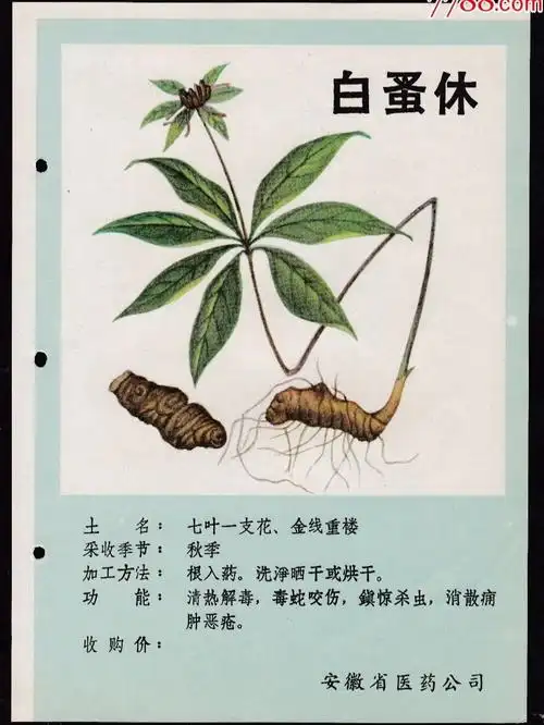 漫话中药之蚤休(异名金线重楼,草河车)