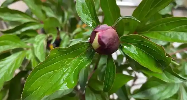 芍药花苞没开就枯了