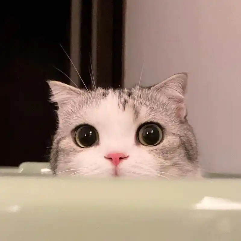 最可爱的猫咪头像 萌萌哒 高清版