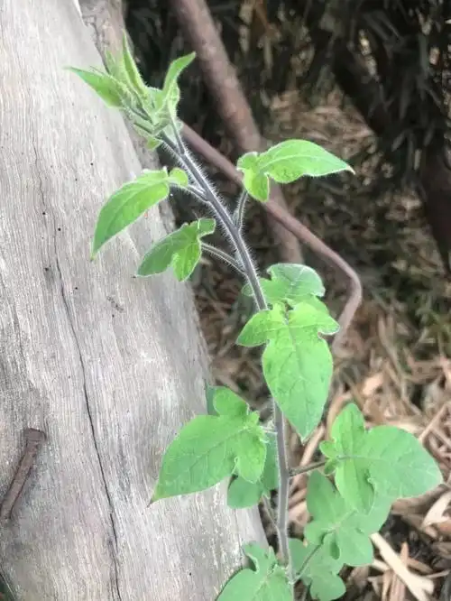 一味解毒消肿药:排风藤