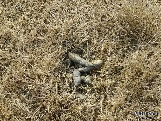 除夕狗屎运,别人开心我连连炸机