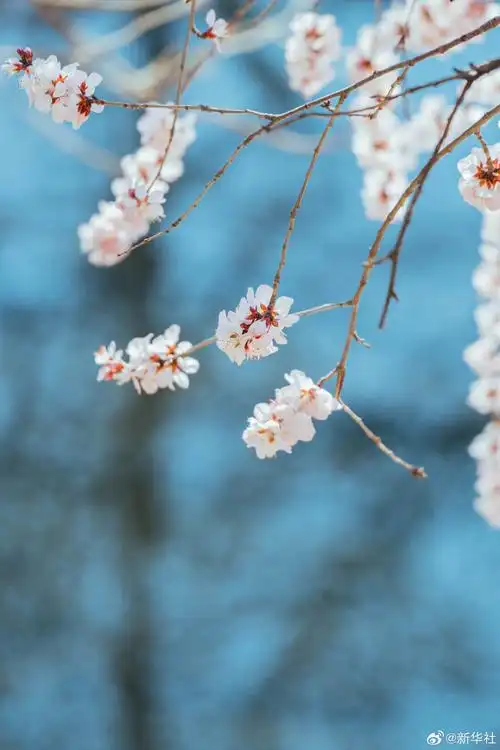 妈妈的花花手机壁纸上新了##随手一拍就很出片的春天