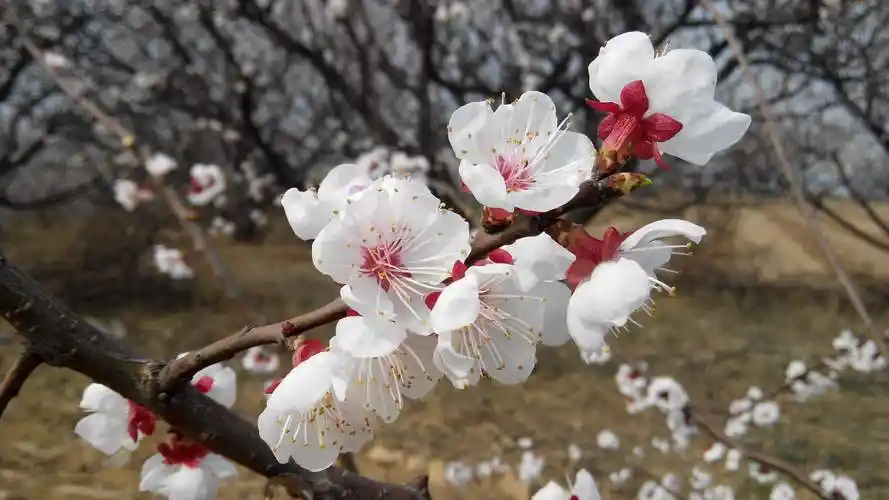 一枝红杏出墙来,杏花真的是淫花?