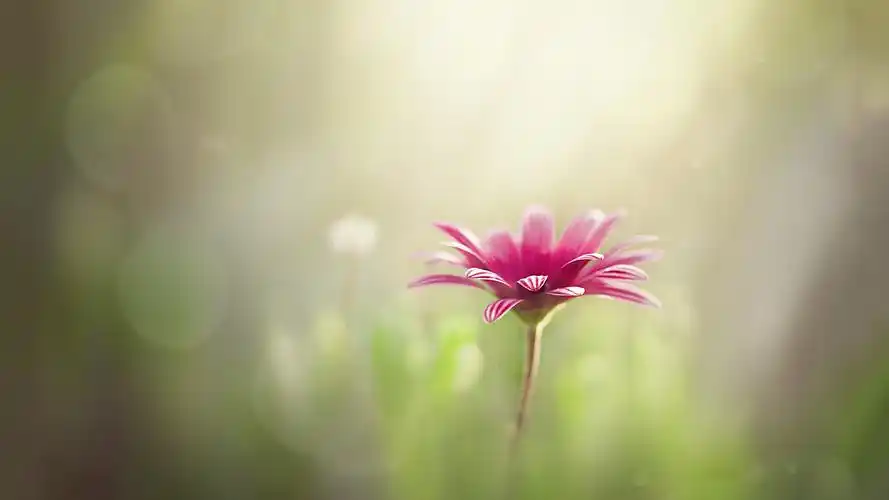 好看的治愈系唯美图片壁纸,护眼又清新,喜欢就赶紧下载吧!