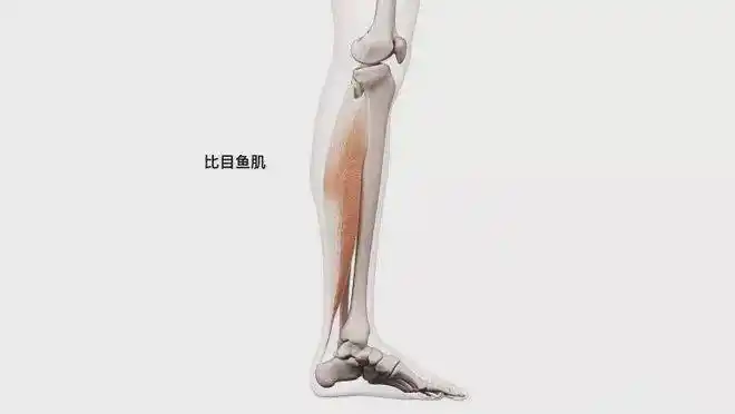 小腿后侧主要肌肉是腓肠肌和比目鱼肌,两者都通过跟腱到达脚后跟,因此