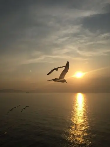 喂喂海鸥,第五站大连市就到了!-==kds官方iphone客户端==