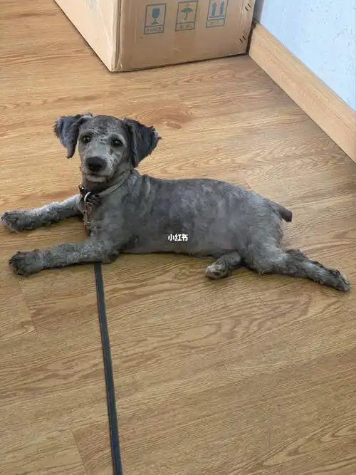 灰泰迪剃毛后太丑了