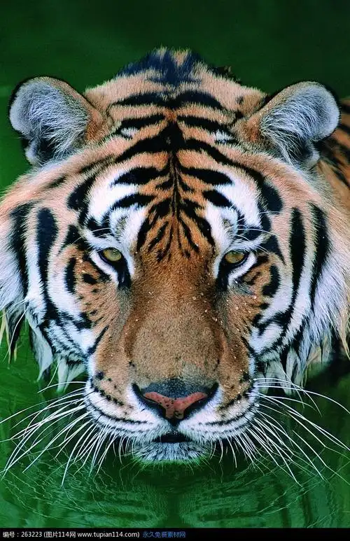 威武花斑毛发的老虎设计素材免费下载_其他生物jpg_图片114