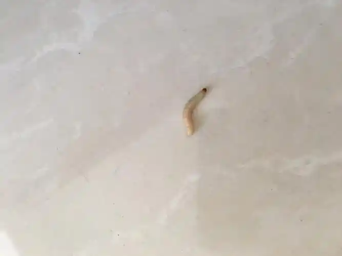 屋子里出现白色虫子