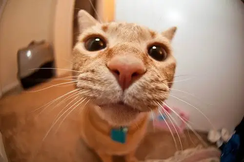 以后特宠的伸过手去轻轻调戏了下迪迪的下巴,同时还傻傻说了个【啾~】