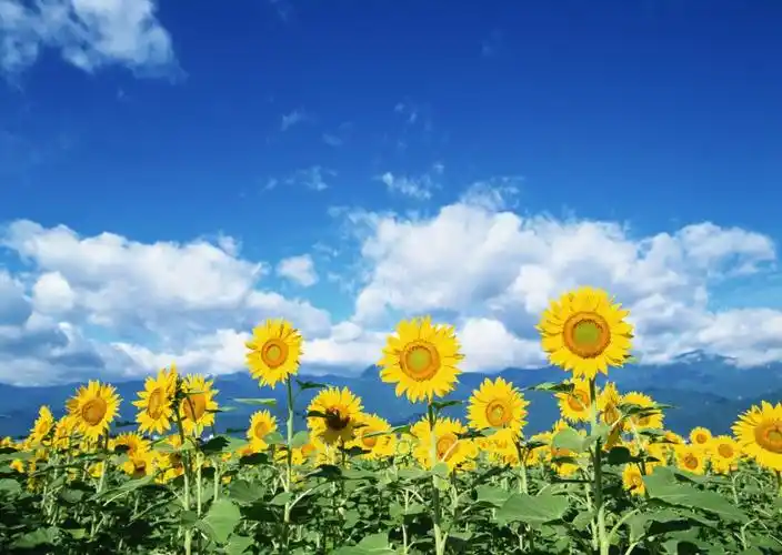 蓝天白云下的向日葵图片第1张