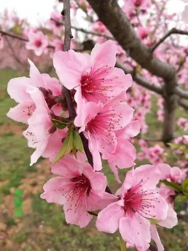 湖北省石首市桃花山自然风光