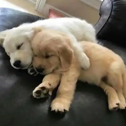 成双成对的情侣狗狗头像图片