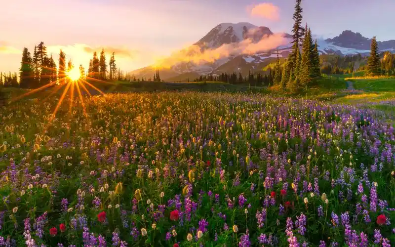 > 花海自然风景高清桌面壁纸(1440×900)
