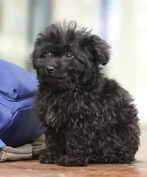 家养黑色泰迪出售坐标杨家坪