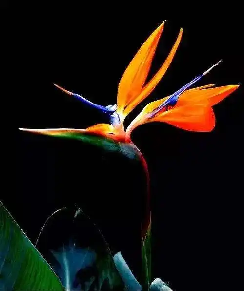 天堂鸟花又名鹤望兰