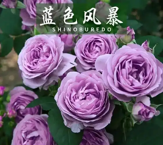 蓝色风暴月季优缺点介绍灌木蓝色风暴月季值得入手吗