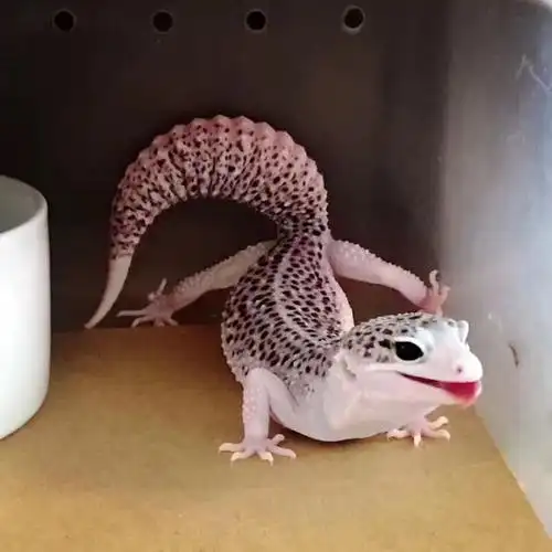 守宫活体豹纹蜥蜴宠物幼体易养爬银河黑夜萝卜特色爬宠