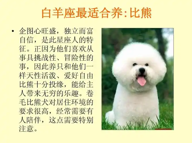 十二星座各适合养的动物