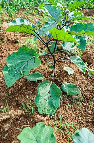 夏季生长中的茄子苗_全景网