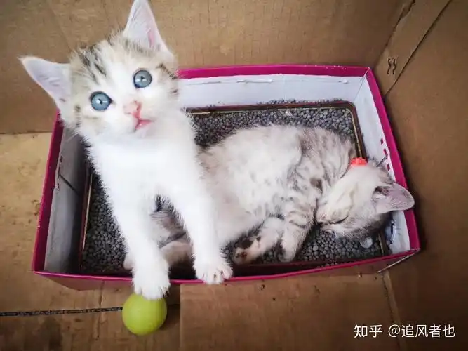 4800买的英短蓝白现在长成土猫啦它到底是土猫还是尴尬期啊