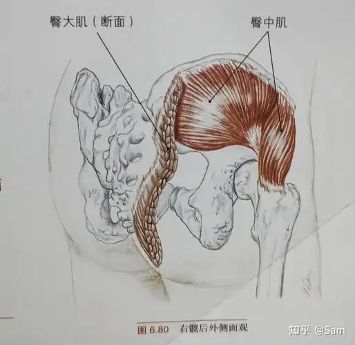 每日一肌74臀中肌