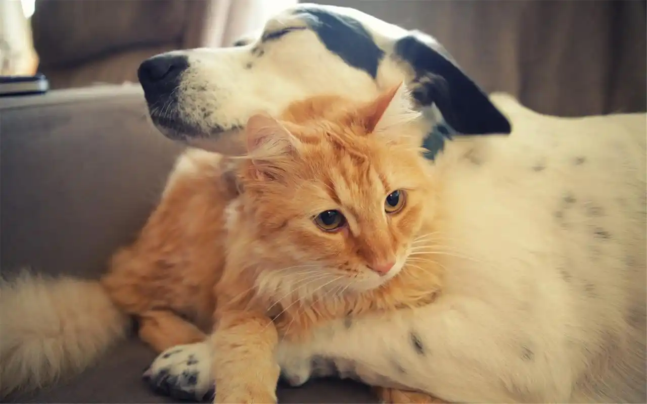 超萌的可爱宠物小猫喵星人图片桌面壁纸高清(2)