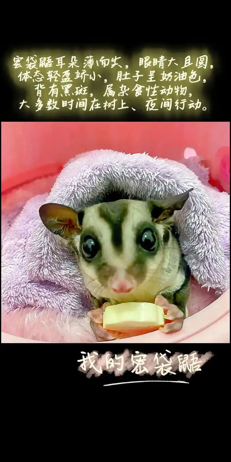 蜜袋鼯是袋鼯科袋鼯属动物,因外形可爱,较为粘人,可随身携带, - 抖音