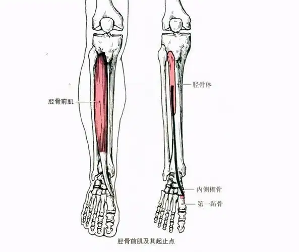 锻炼腿部肌肉很重要,这个腿部肌肉该如何锻炼呢?