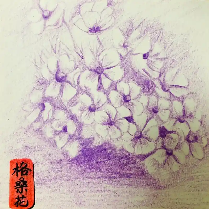 格桑花素描#好听的格桑花#百听不厌感人的故事#彩铅手绘 - 抖音