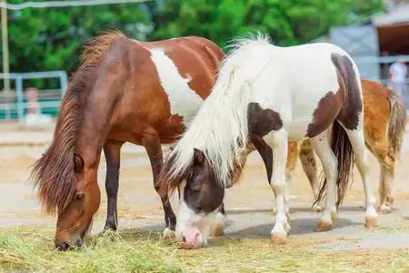 小小的棕色小马驹图片