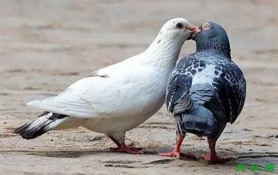 鸽子怎么配对,鸽子的配对方法