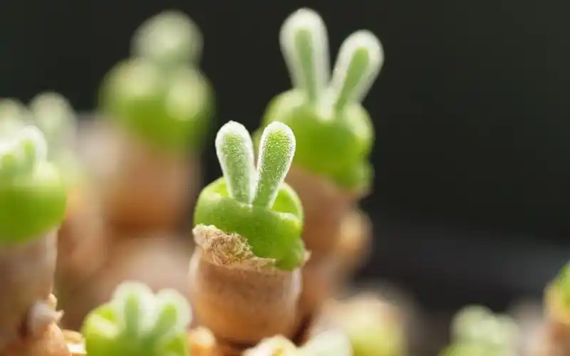 多肉,盆栽,可爱,碧光环,花卉,壁纸可爱多肉碧光环