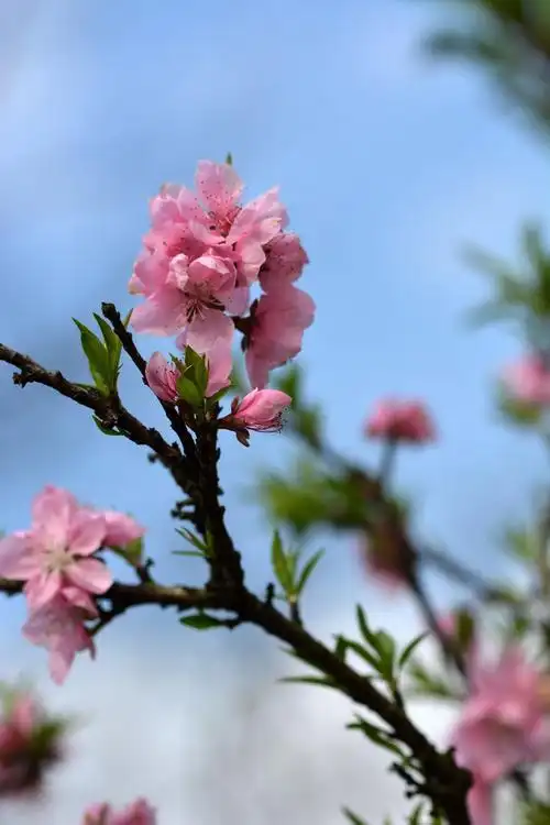 粉色桃花图片 花卉,鲜花,花朵,果树,桃花, _ 图片网
