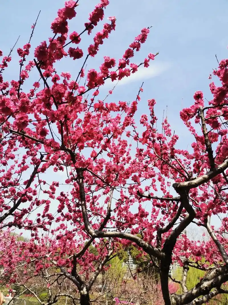 最美三月桃花开 !暖暖的春风迎面吹桃花朵朵开 ,又到了赏花拍 - 抖音