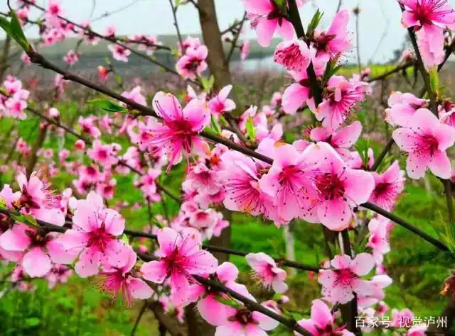 你将欣赏到的是这样的场景: 浪漫而唯美的桃花树上 朵朵桃花悄然绽放