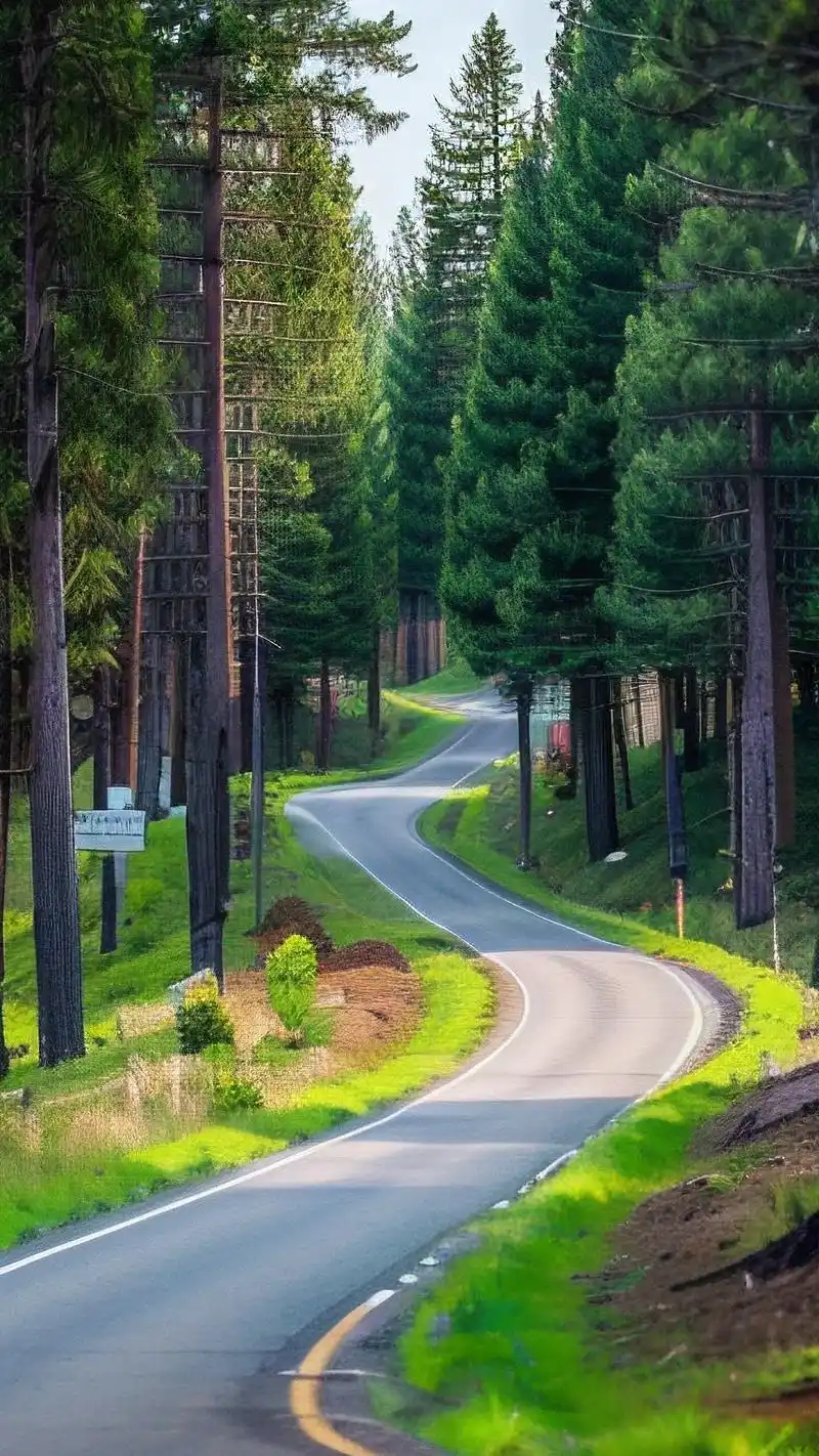 9:16背景图,探秘森林奇境99