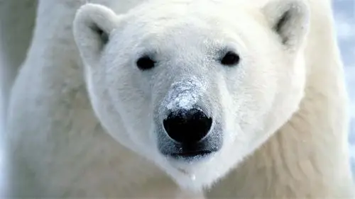 雪中动物大雪中嬉戏的可爱北极熊高清图片桌面壁纸下载第一辑